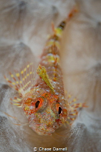 "Face Paint" 
A detailed and colorful Blenny portrait. by Chase Darnell 